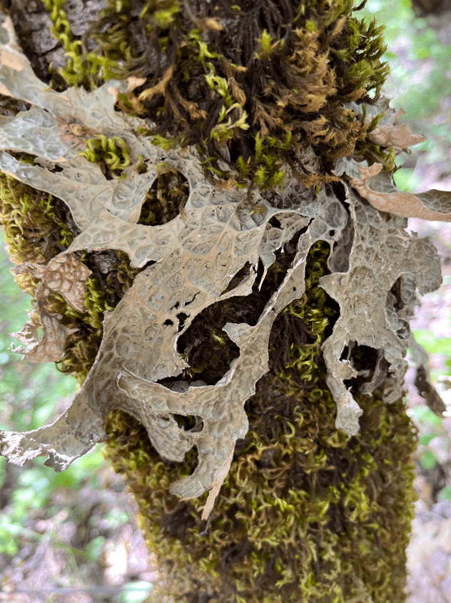 Lobaria pulmonaria  (Photo: David Walls)