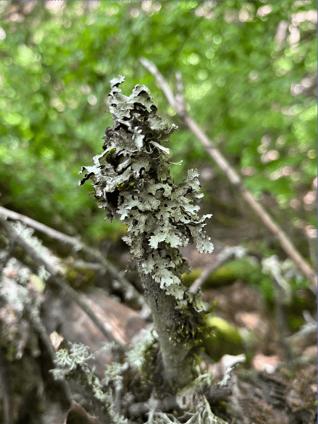 Platismatia glauca (Photo: David Walls)