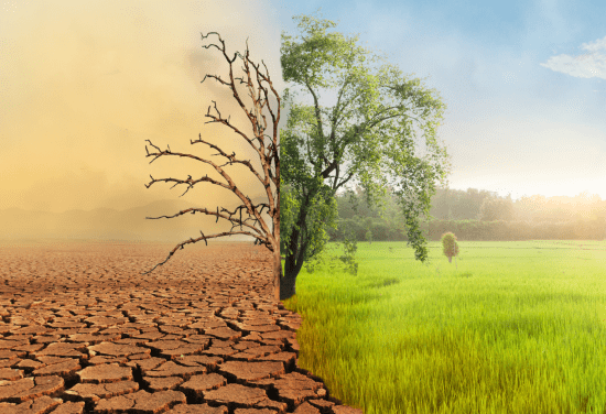 A landscape split in half with one side showing a lush field with a green tree in the center and the other half showing a cracked dry land with the tree gnarled and barren